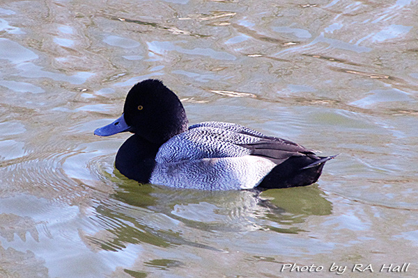 Photo of Lesser Scaup